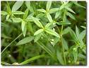 Rumputmutiara